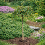 Skalník drobnolistý (Cotoneaster procumbens) ´QUEEN OF CARPET´ - výška 90-100 cm, kont. C5L - NA KMIENKU